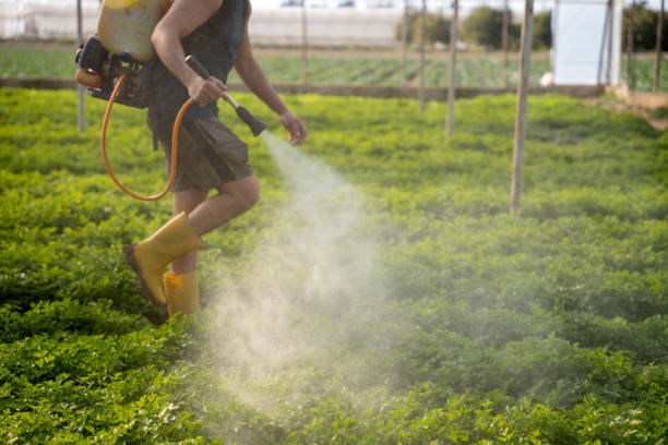 Best Insect Control  in Lochsloy, WA